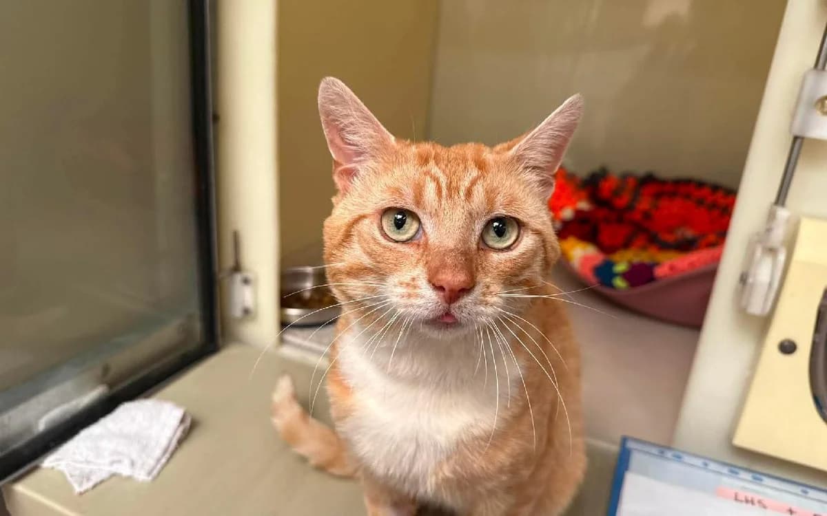 Custard, male 3yo Mixed Breed Cat for adoption at SSPCA, Edinburgh