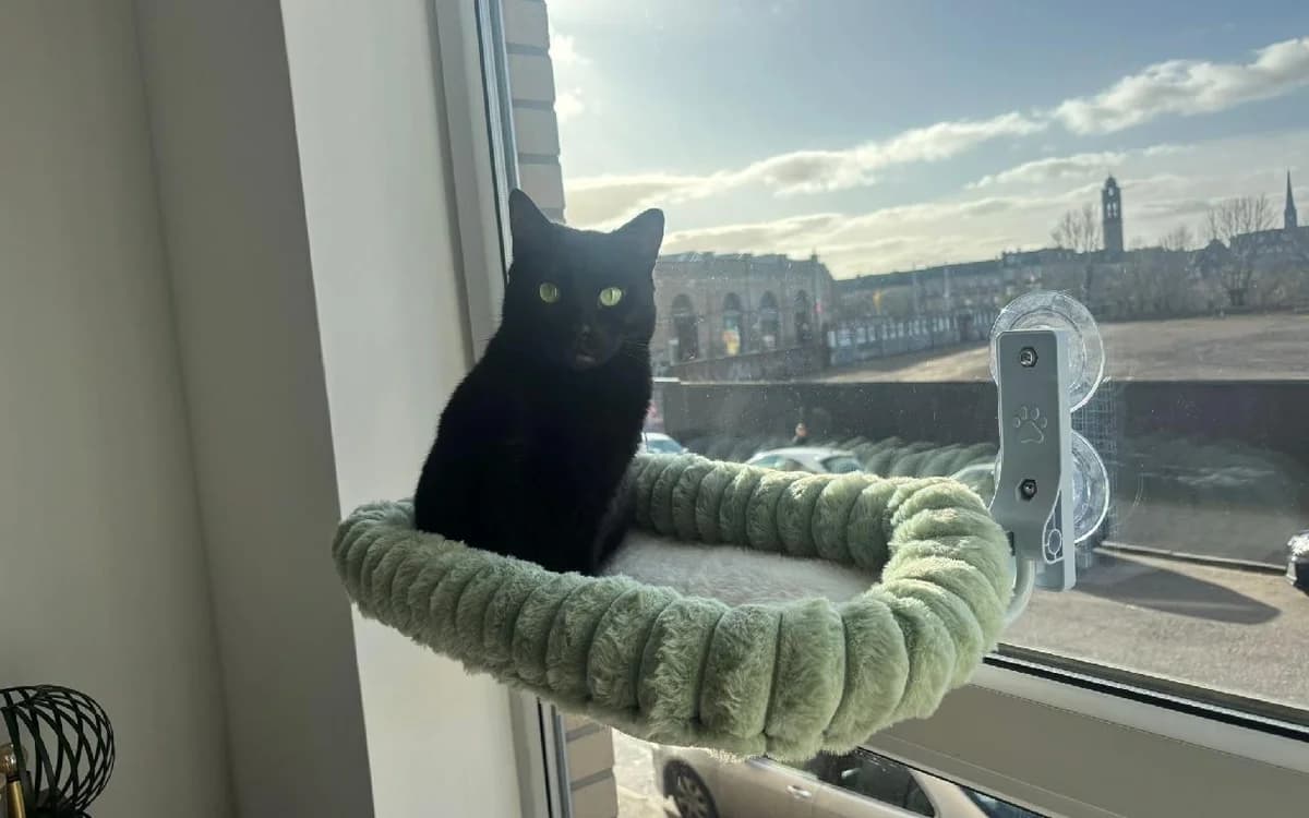 Marus, female 5yo Mixed Breed Cat for adoption at SSPCA, Edinburgh