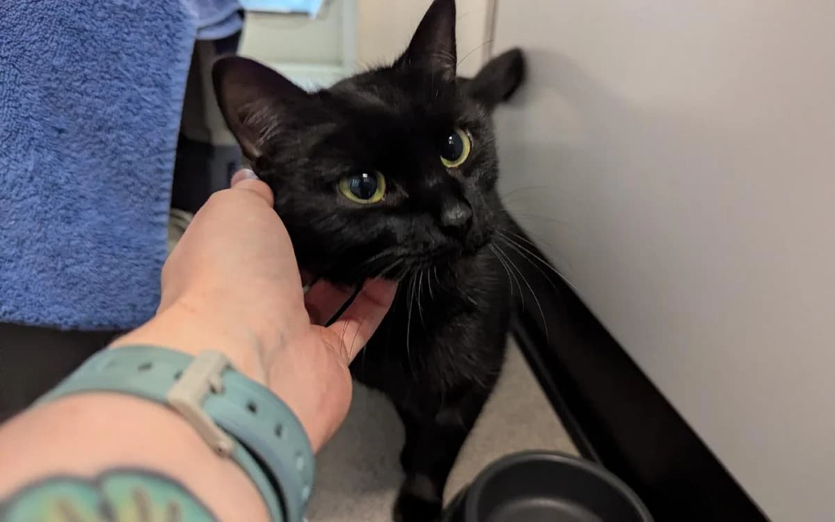 Harrowhark, female young Mixed Breed Cat for adoption at SSPCA, Edinburgh