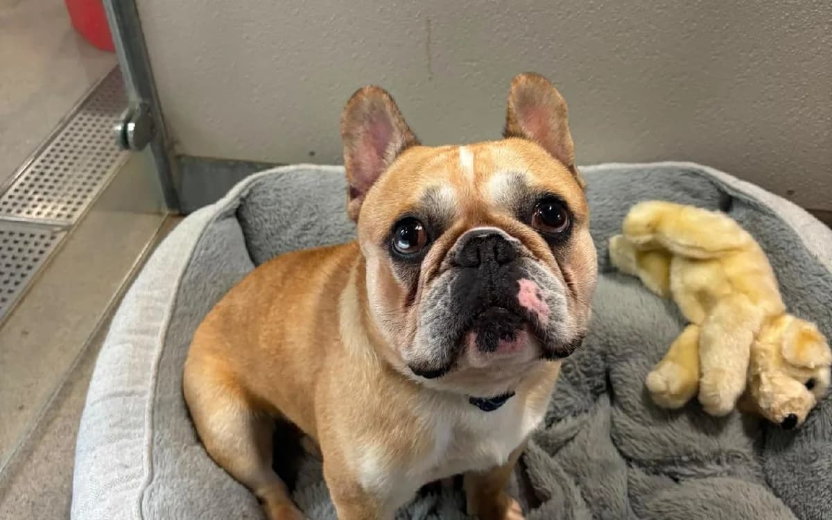 George, male English Bulldog for adoption at SSPCA, Edinburgh