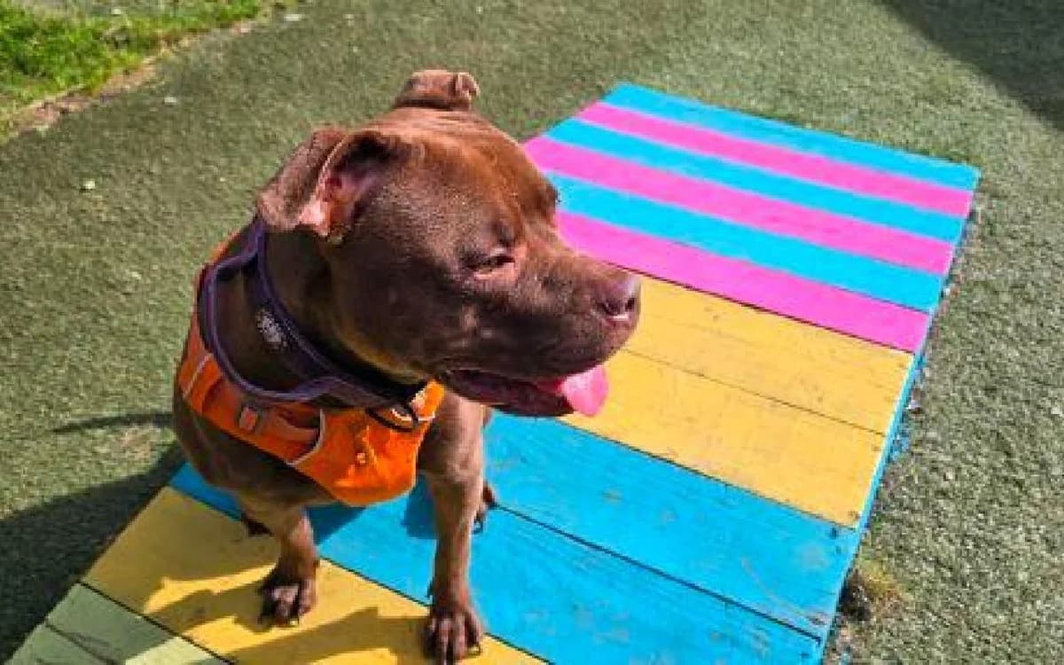 Hazel, female 3yo Staffordshire Bull Terrier for adoption at SSPCA, Edinburgh
