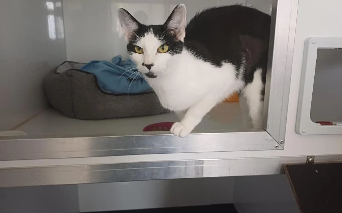 Osprey, female young Mixed Breed Cat for adoption at SSPCA, Edinburgh