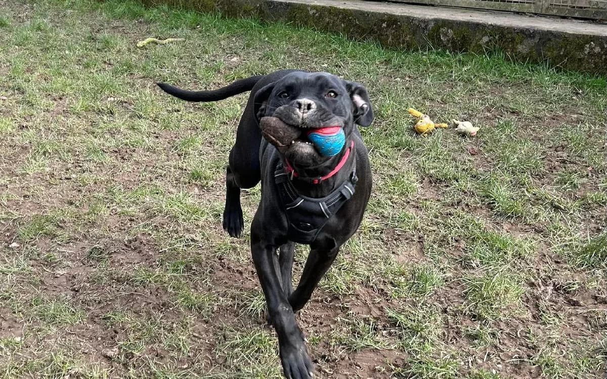Raja, female 3yo Mixed Breed for adoption at SSPCA, Edinburgh