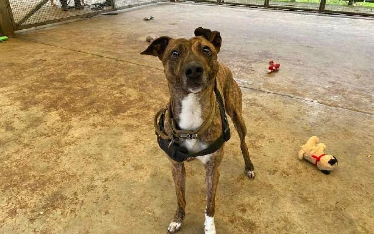 Buddy, male 4yo Lurcher for adoption at SSPCA, Edinburgh