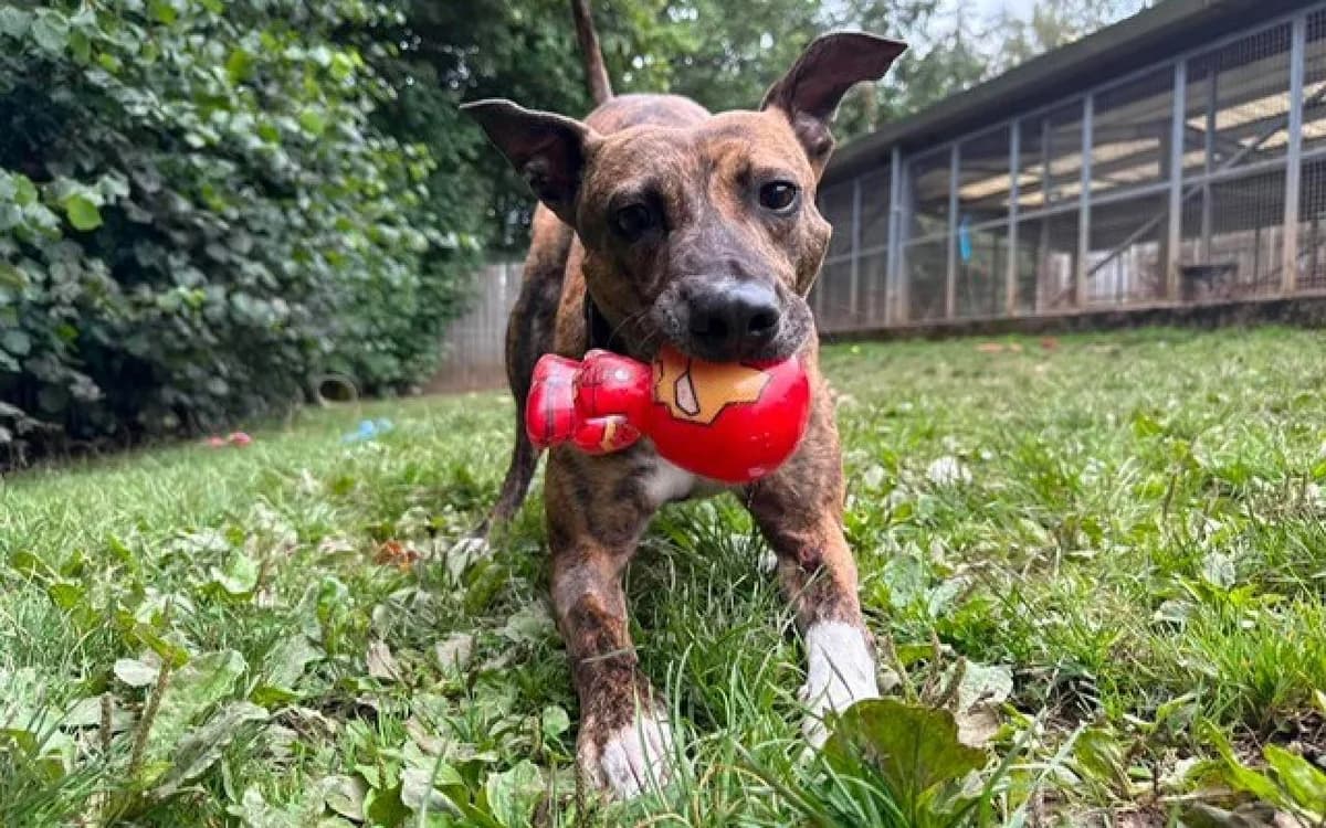 Buddy, male 4yo Lurcher for adoption at SSPCA, Edinburgh