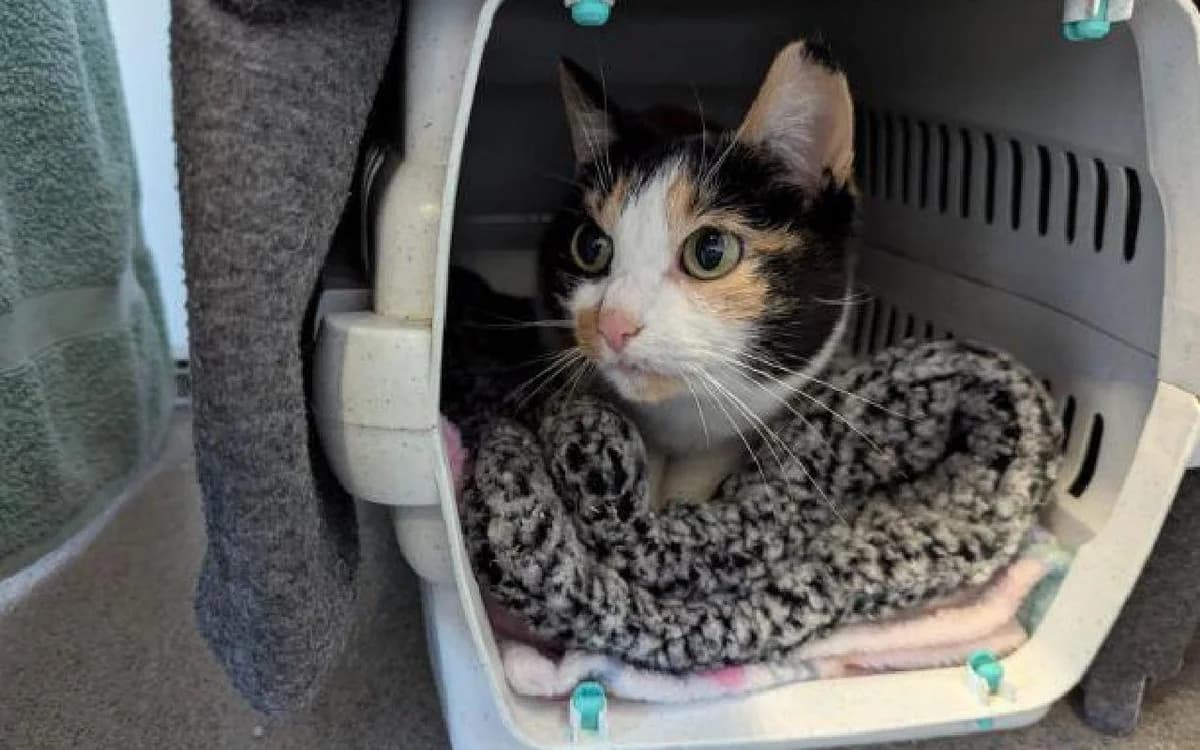 Bella, female Mixed Breed Cat for adoption at SSPCA, Edinburgh