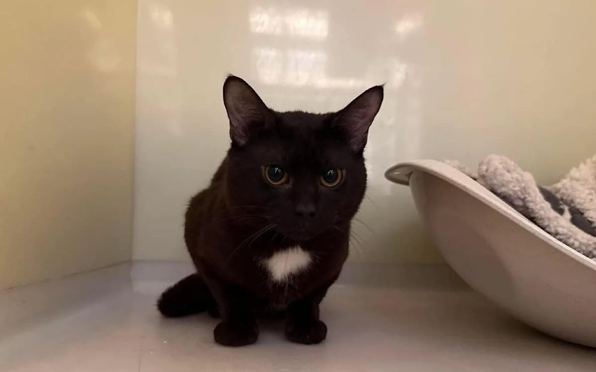 Guss, male young Mixed Breed Cat for adoption at SSPCA, Edinburgh