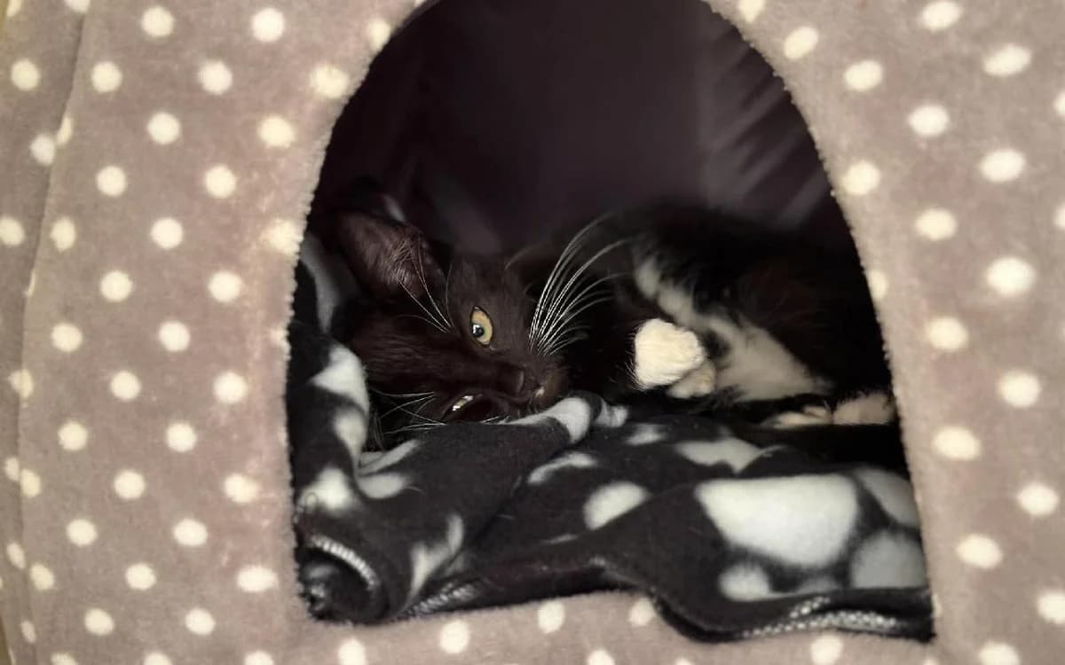 Batman and Robin, male puppy Mixed Breed Cat for adoption at SSPCA, Edinburgh