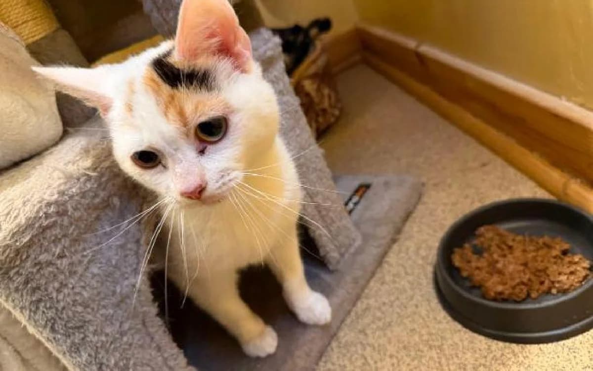 Angel, female young Mixed Breed Cat for adoption at SSPCA, Edinburgh