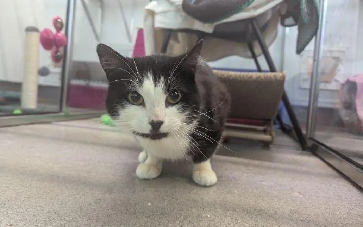 Mclovin, male young Mixed Breed Cat for adoption at SSPCA, Edinburgh