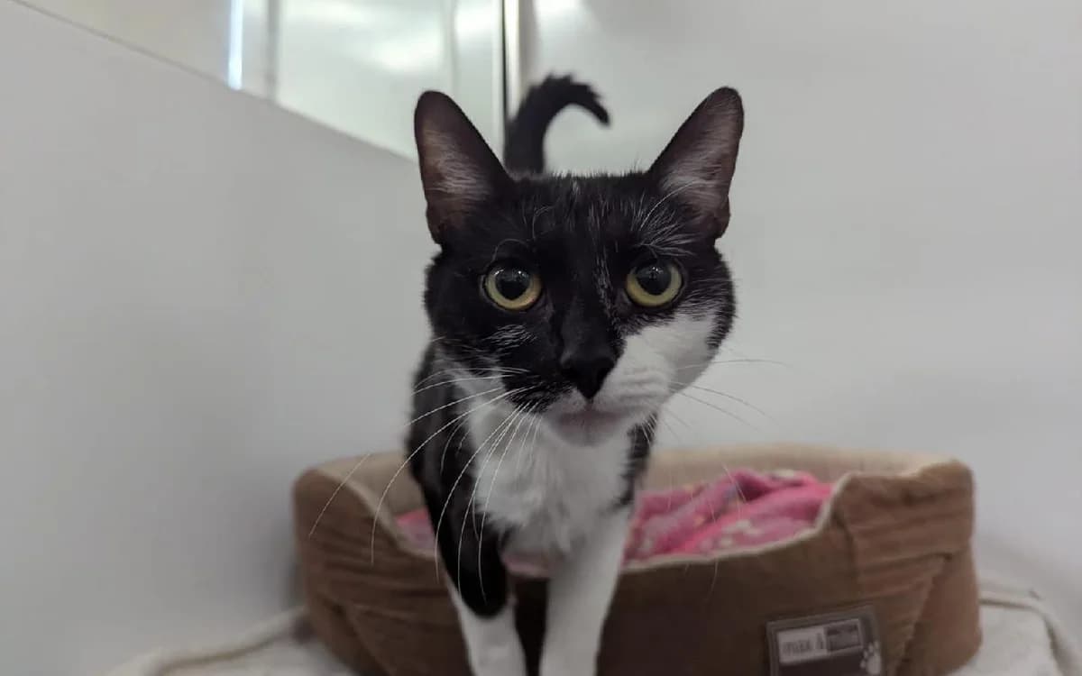 Galaxy, female Mixed Breed Cat for adoption at Edinburgh