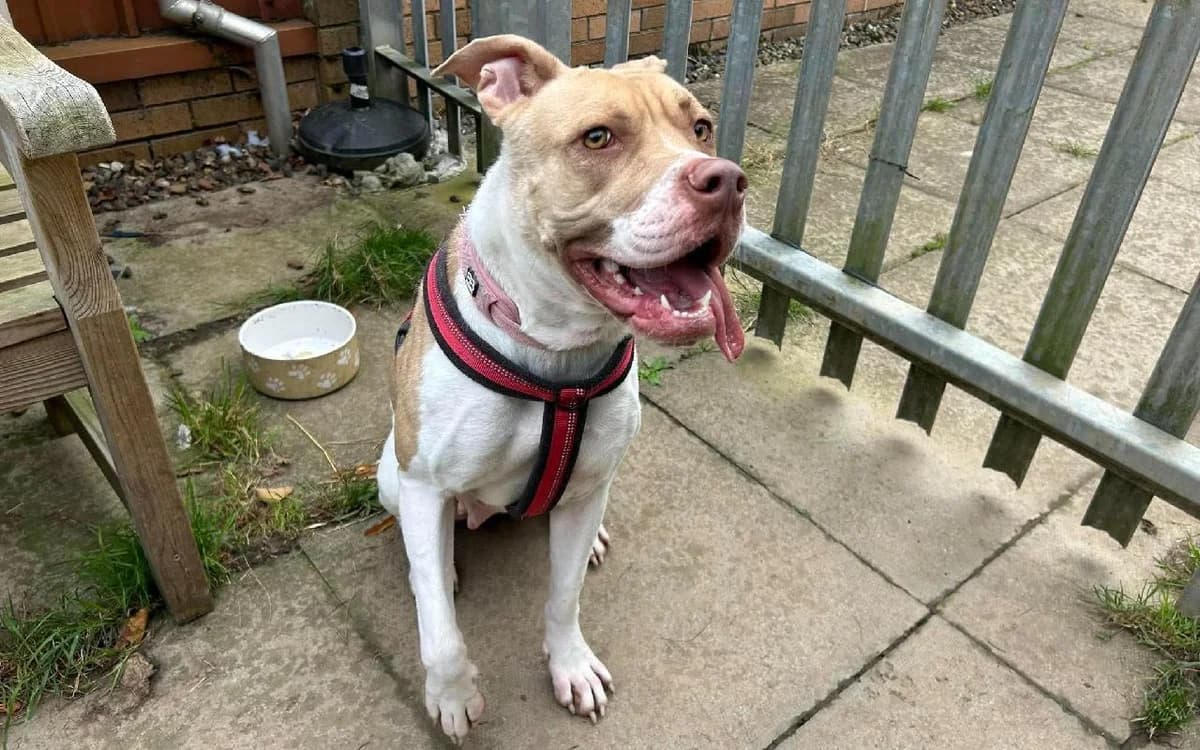 Carly, female young Mixed Breed for adoption at SSPCA, Edinburgh
