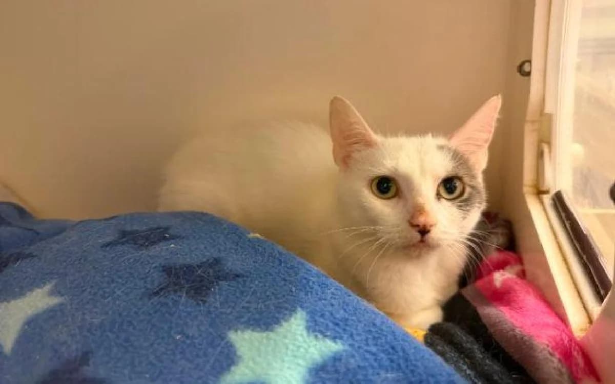 Coral, female young Mixed Breed Cat for adoption at SSPCA, Edinburgh