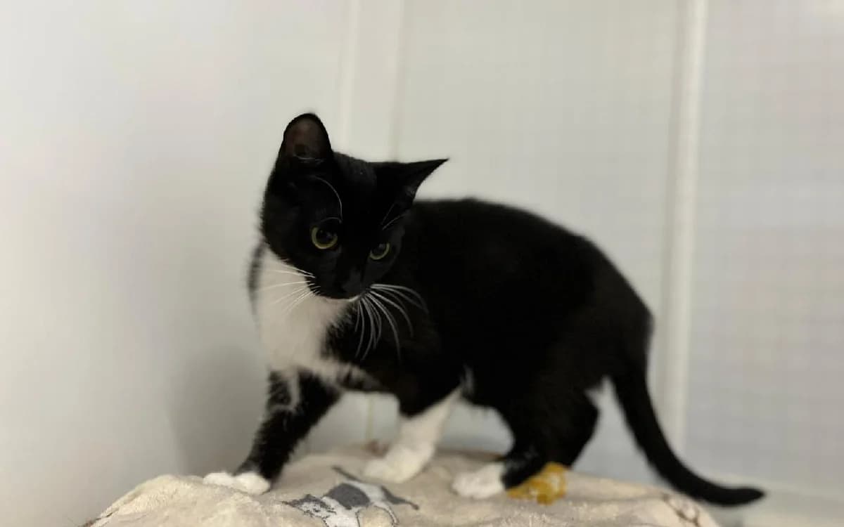 Kirsty and Chai, female Mixed Breed Cat for adoption at Edinburgh