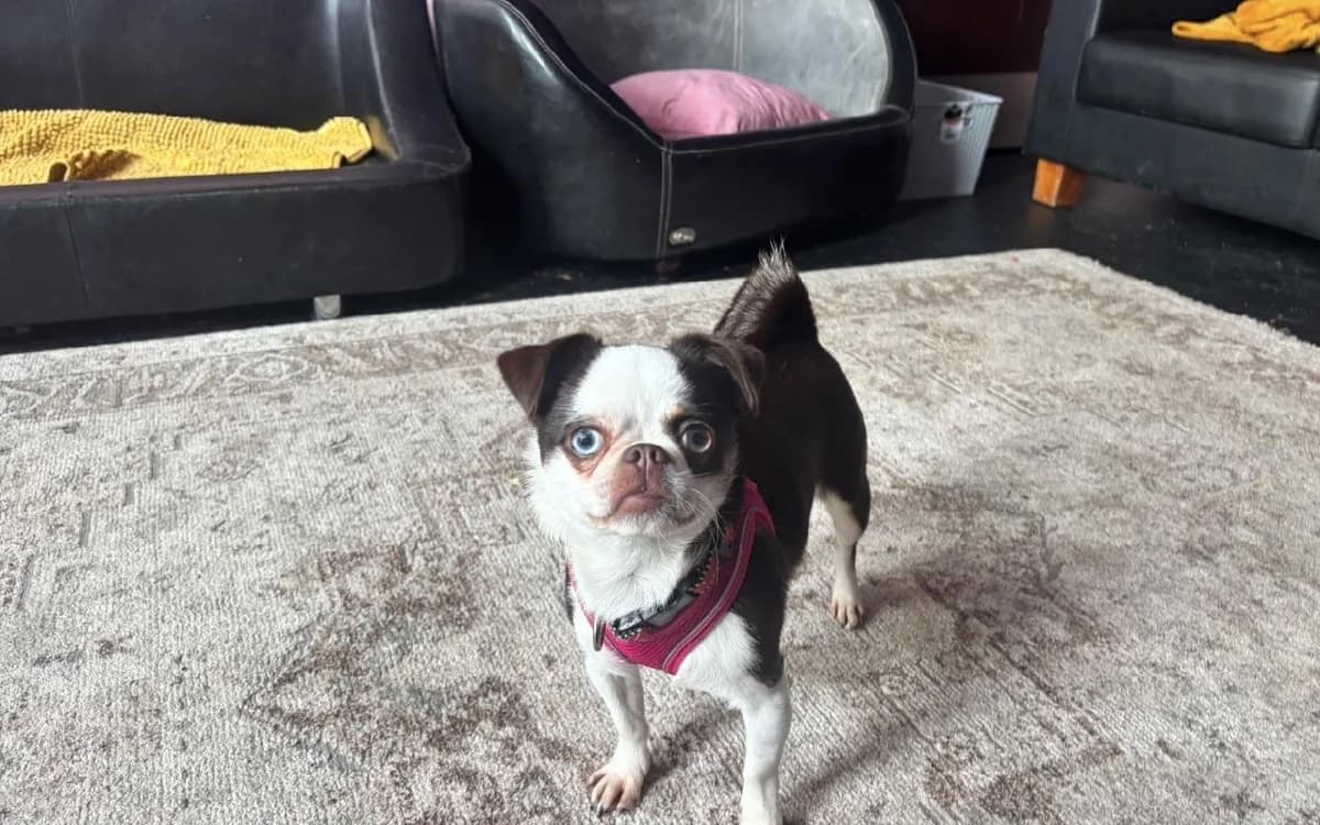 Bobetta, female young Chihuahua for adoption at SSPCA, Edinburgh