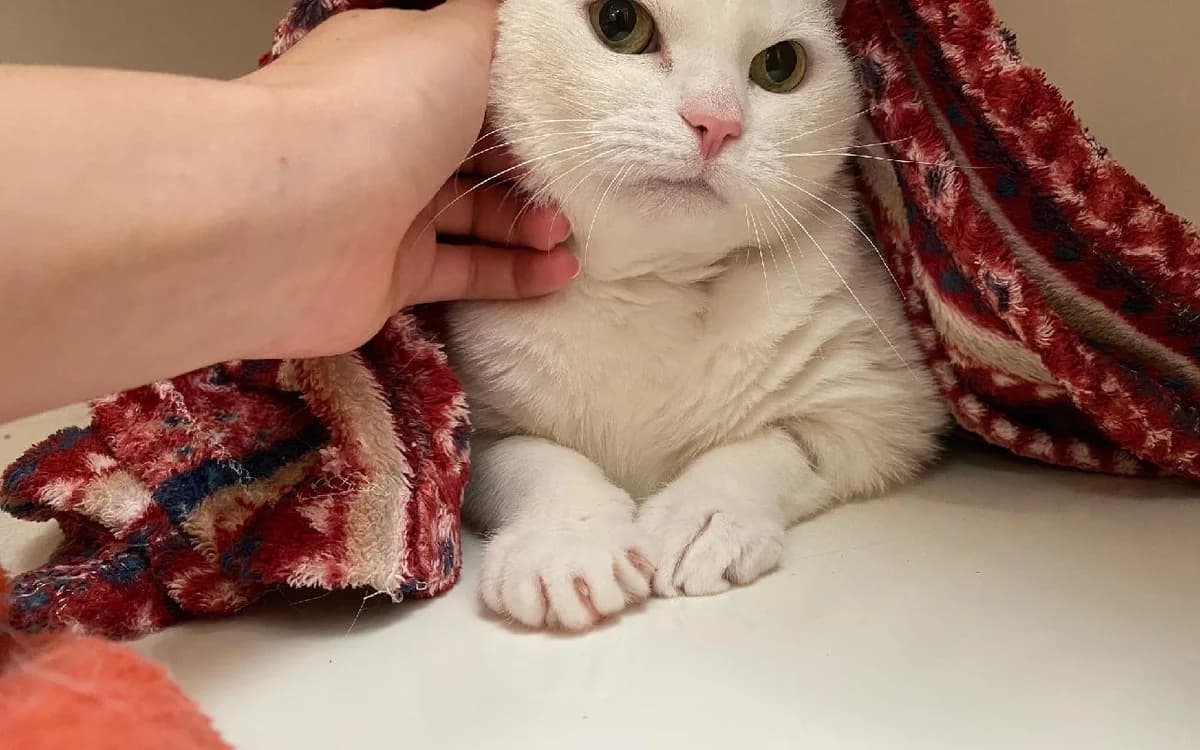Belle, female senior Mixed Breed Cat for adoption at SSPCA, Edinburgh