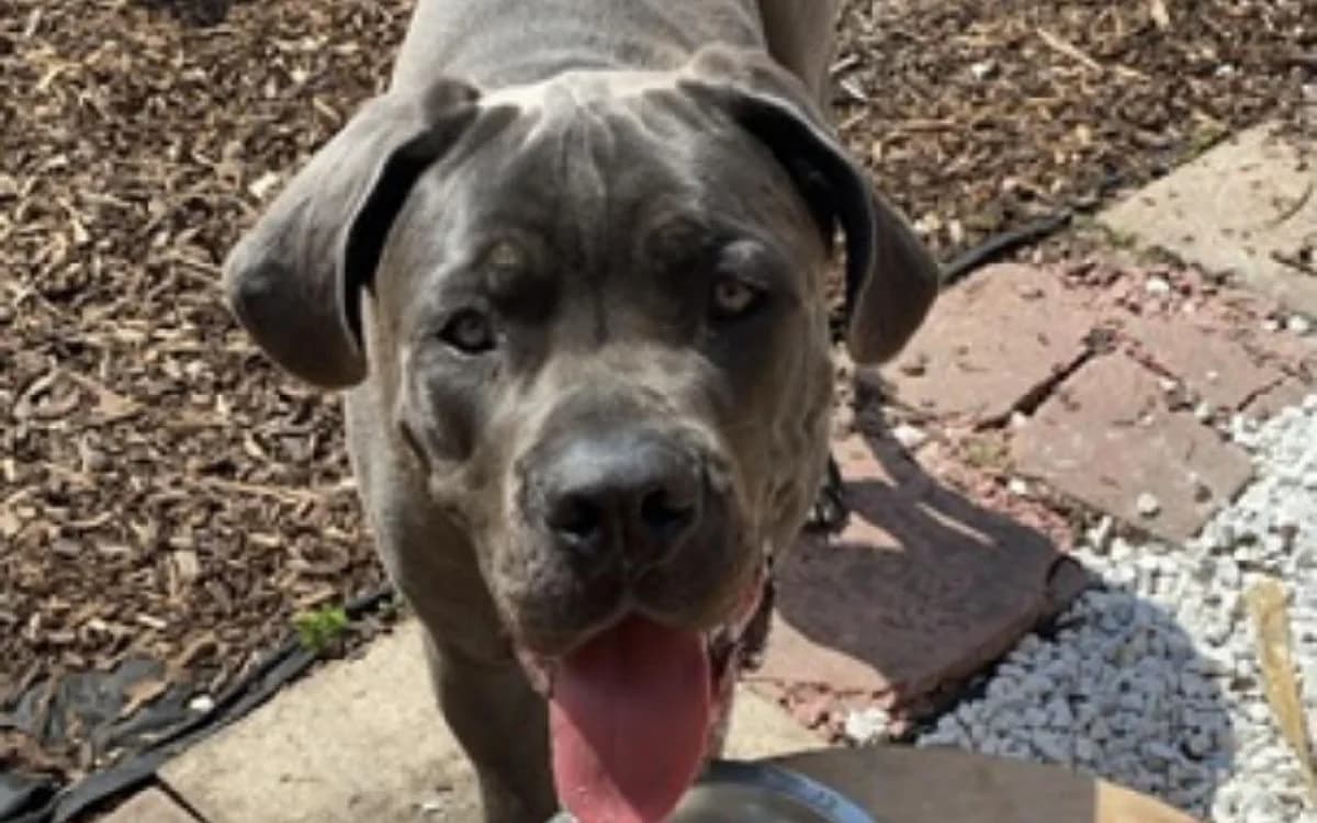 Rover, male 5yo Cane Corso for adoption at SSPCA, Edinburgh