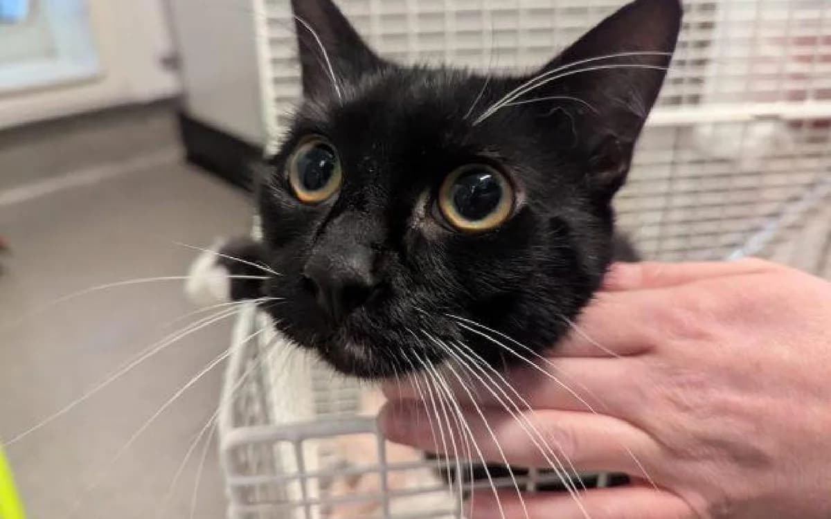 Sox, male Mixed Breed Cat for adoption at SSPCA, Edinburgh
