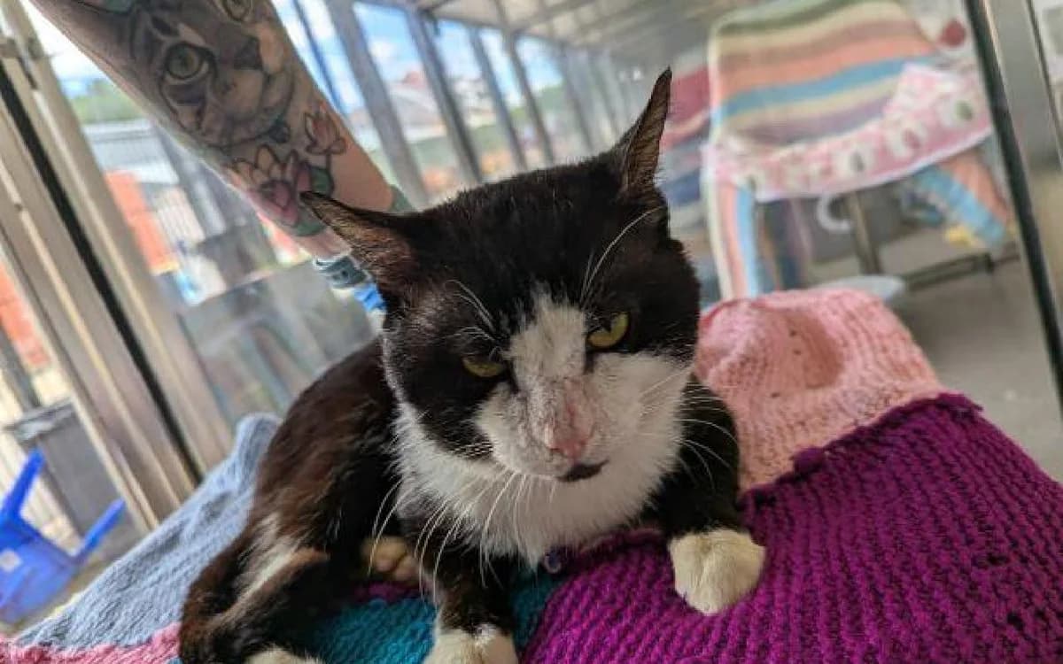 Drizzle, male 5yo Mixed Breed Cat for adoption at SSPCA, Edinburgh