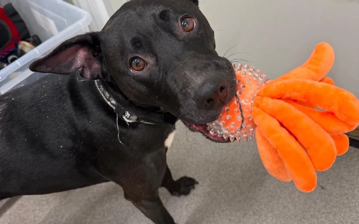Woowoo, female 6yo Staffordshire Bull Terrier for adoption at SSPCA, Edinburgh