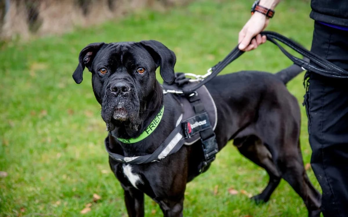 Thor, male 3yo Cane Corso for adoption at SSPCA, Edinburgh