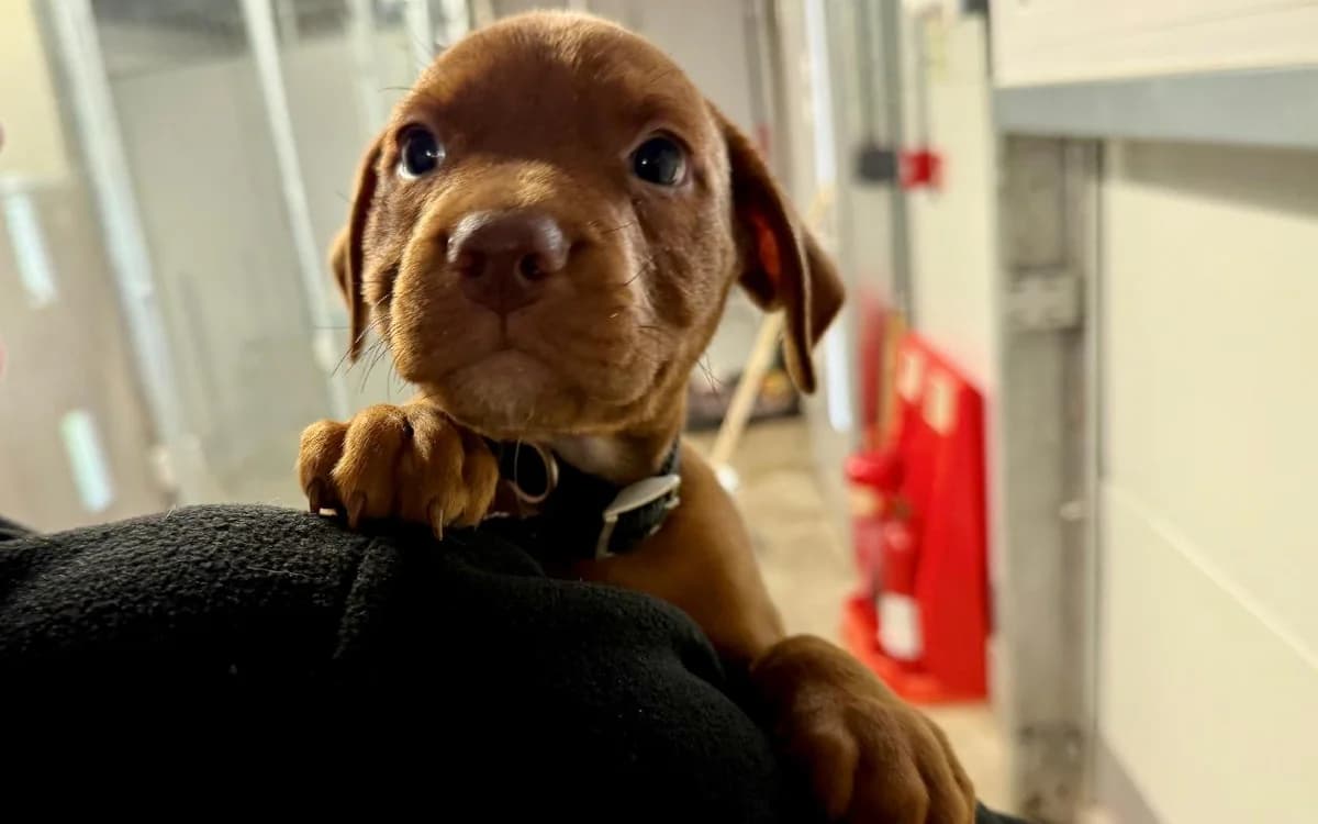 Dunnock, male puppy Staffordshire Bull Terrier for adoption at SSPCA, Edinburgh