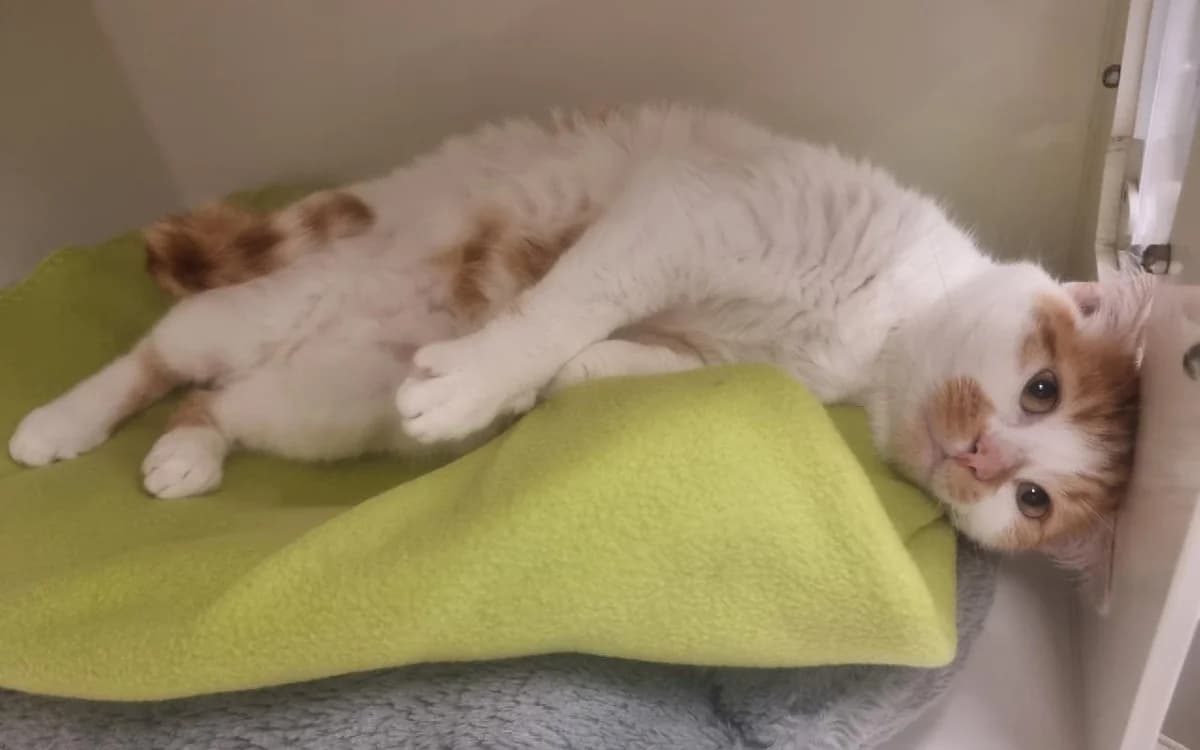 Pumpkin, male young Mixed Breed Cat for adoption at SSPCA, Edinburgh