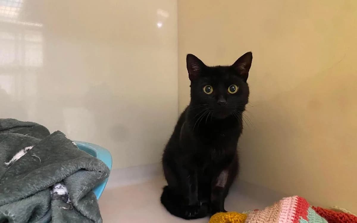 Miso, male Mixed Breed Cat for adoption at SSPCA, Edinburgh