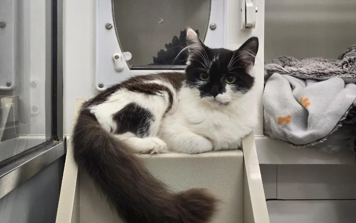 Ariel, female young Mixed Breed Cat for adoption at SSPCA, Edinburgh