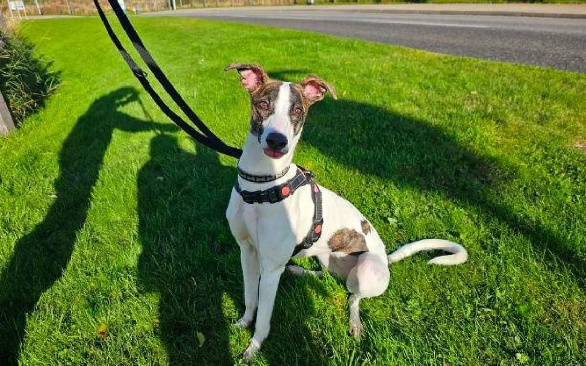 Star, female young Lurcher for adoption at SSPCA, Edinburgh
