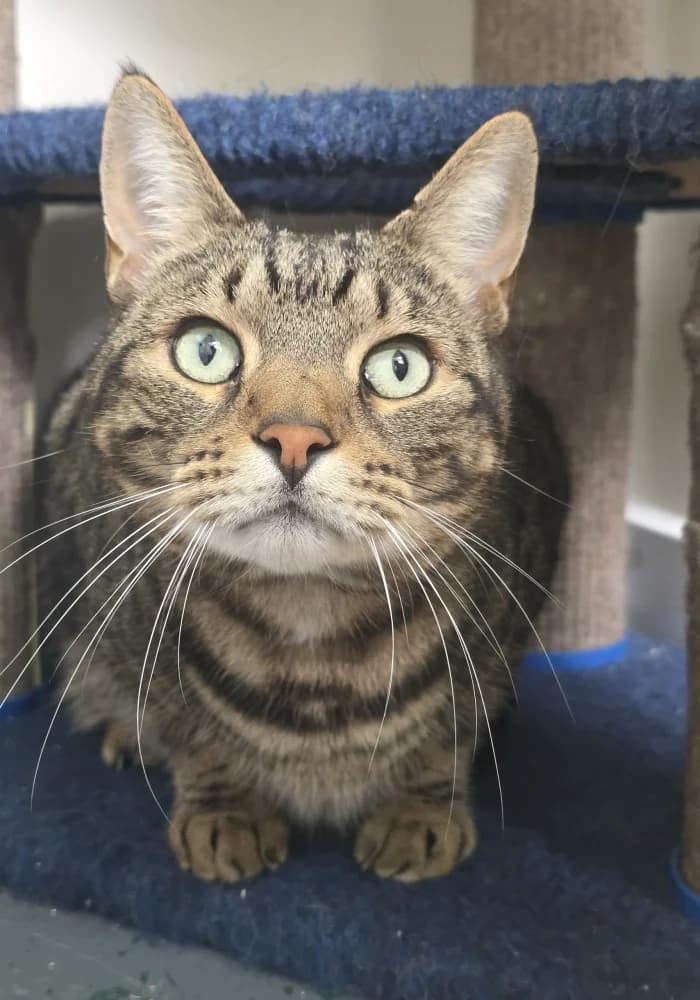 Astrid, female young Mixed Breed Cat for adoption at St Francis Animal Welfare