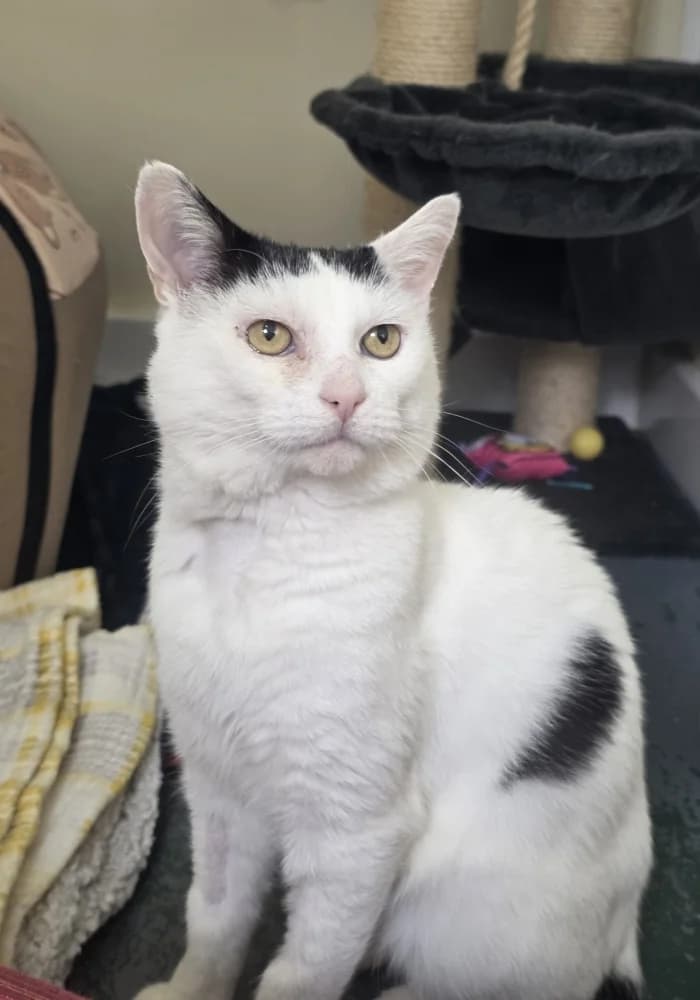Astrid, female young Mixed Breed Cat for adoption at St Francis Animal Welfare