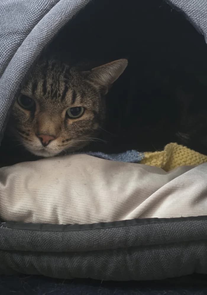Astrid, female young Mixed Breed Cat for adoption at St Francis Animal Welfare