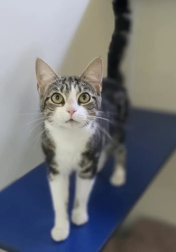 Boq, male young mixed breed for adoption at St Francis Animal Welfare