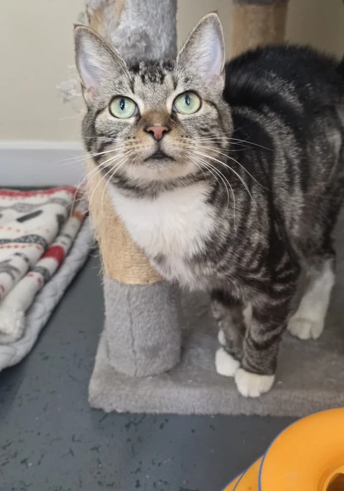 Cosmo, male 6yo Mixed Breed Cat for adoption at St Francis Animal Welfare