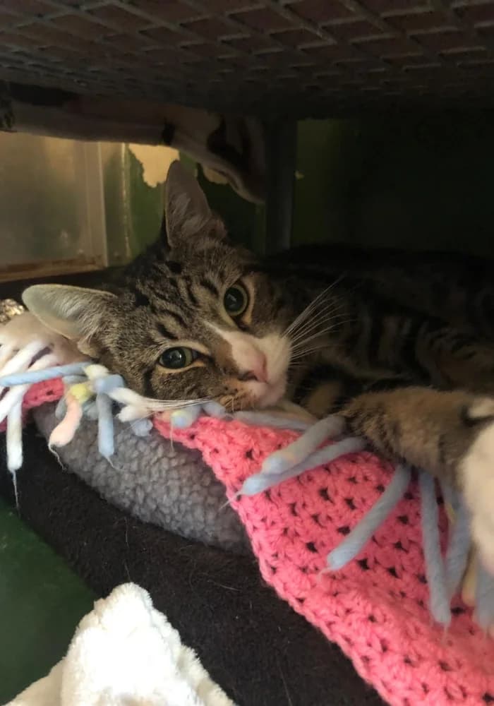 Cosmo, male 6yo Mixed Breed Cat for adoption at St Francis Animal Welfare