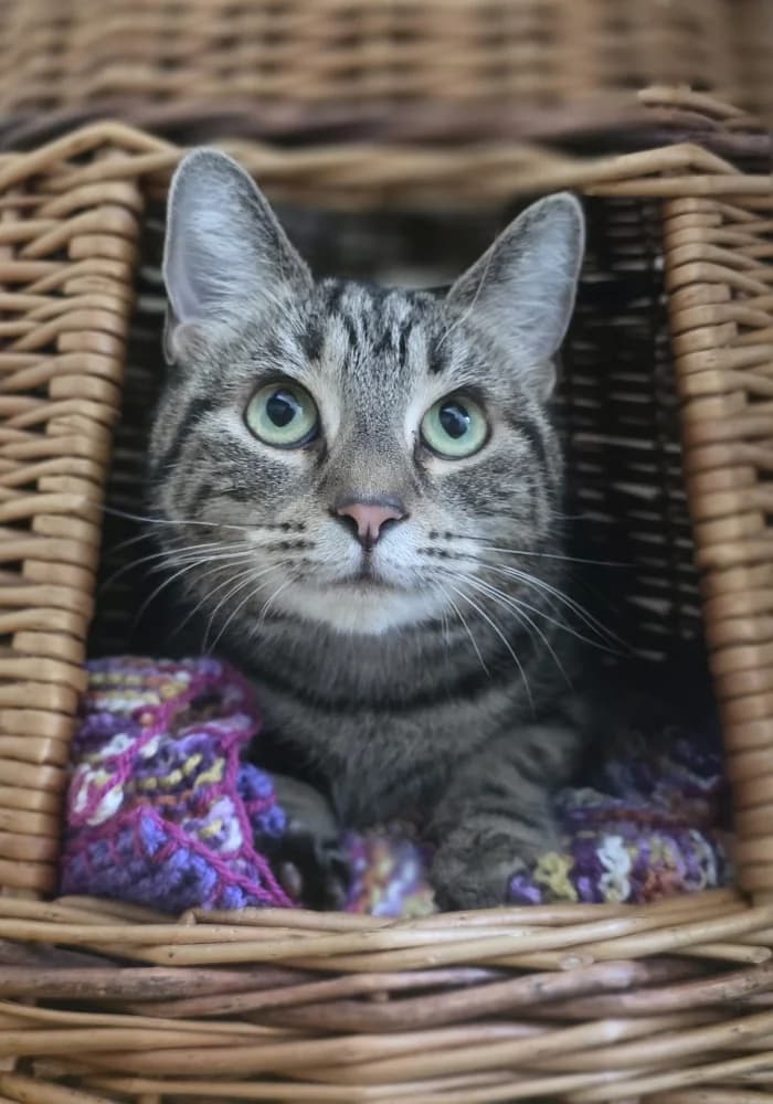 Eric, male puppy Mixed Breed Cat for adoption at St Francis Animal Welfare