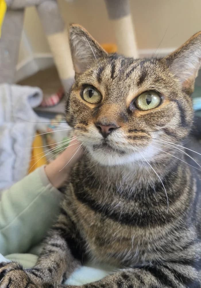 Gale, male 7yo Mixed Breed Cat for adoption at St Francis Animal Welfare