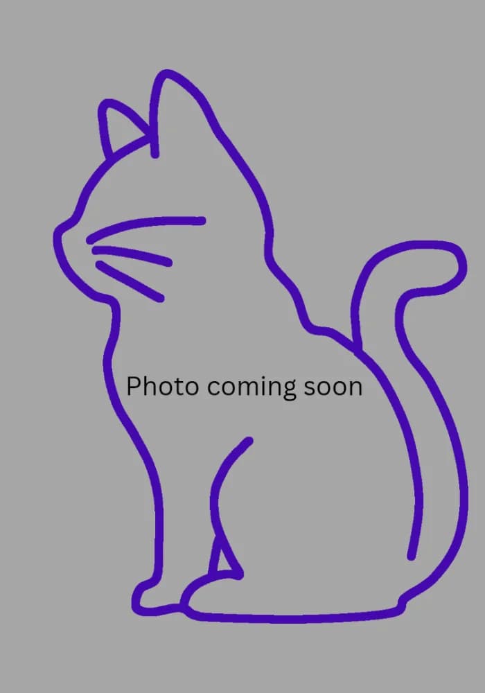 Guss & Dorothy, male young Mixed Breed Cat for adoption at St Francis Animal Welfare
