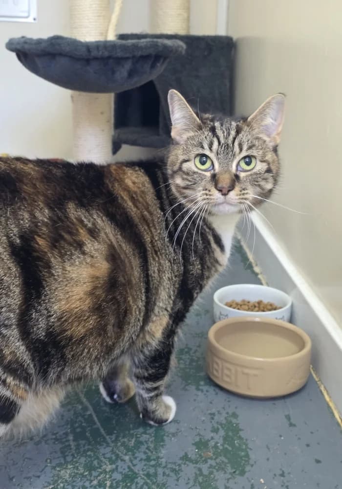 Mally, female 5yo Mixed Breed Cat for adoption at St Francis Animal Welfare