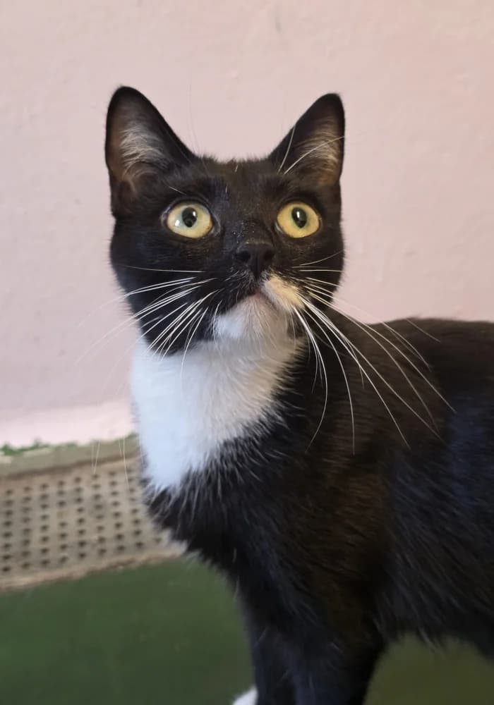 Mayo, female 3yo Mixed Breed Cat for adoption at St Francis Animal Welfare