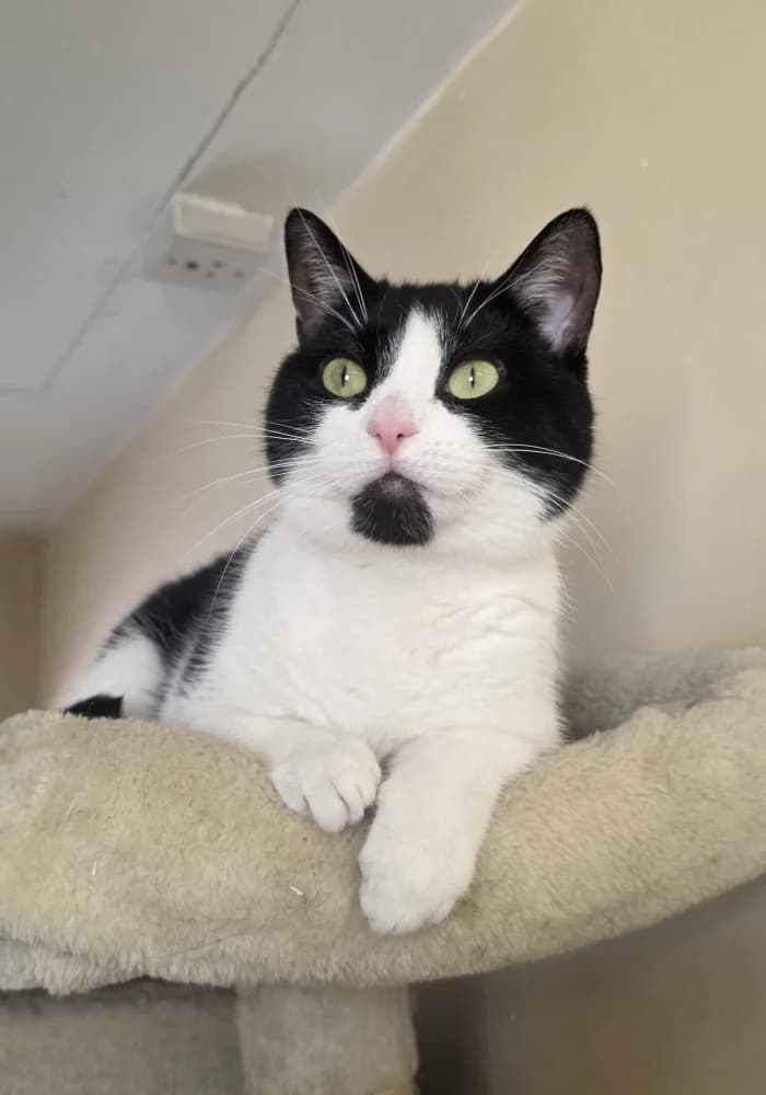 Orion, male senior Bengal for adoption at St Francis Animal Welfare