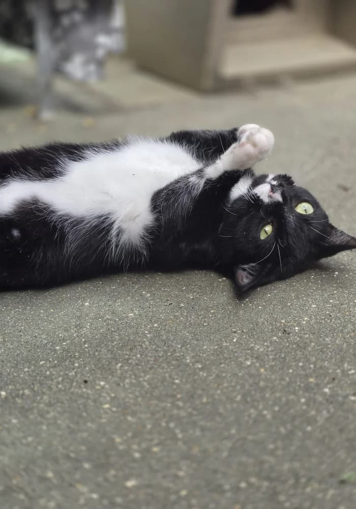 Orla, female young Mixed Breed Cat for adoption at St Francis Animal Welfare