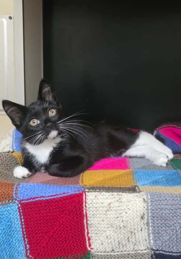 Rafiki & Nala, male puppy Mixed Breed Cat for adoption at St Francis Animal Welfare