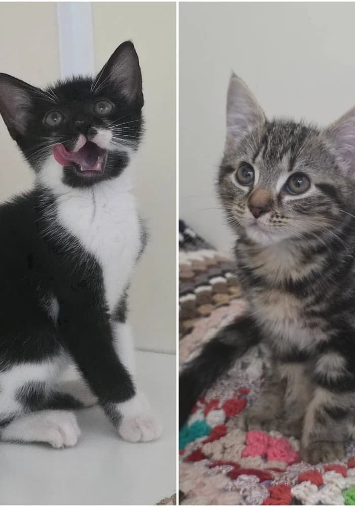 Ruben & Lando, male Mixed Breed for adoption at St Francis Animal Welfare