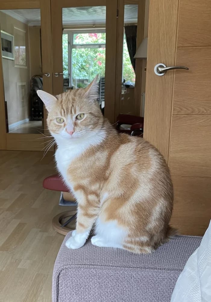 Ruth, female young Mixed Breed Cat for adoption at St Francis Animal Welfare
