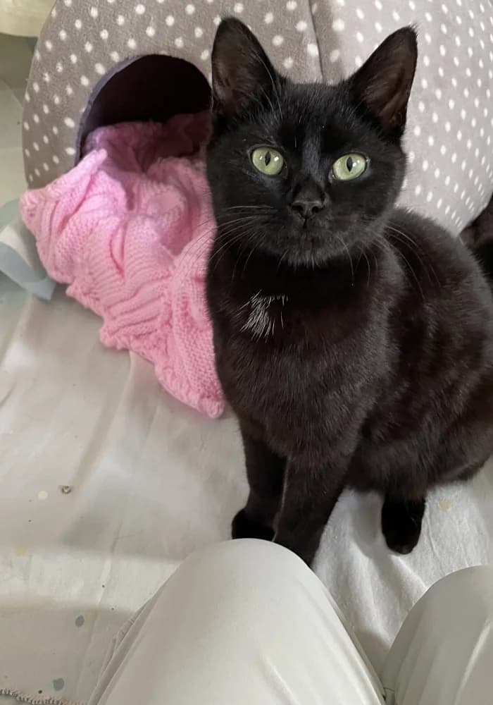 Shiny, female senior Mixed Breed Cat for adoption at St Francis Animal Welfare
