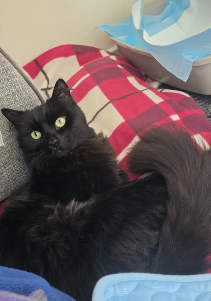 Shona, female young Mixed Breed Cat for adoption at St Francis Animal Welfare