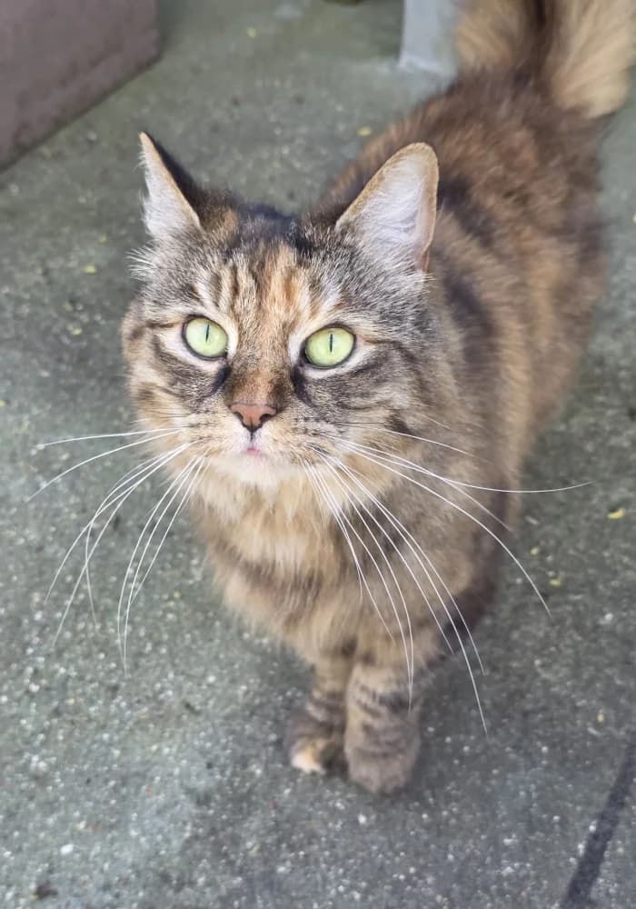 Tigeress, female puppy Mixed Breed Cat for adoption at St Francis Animal Welfare