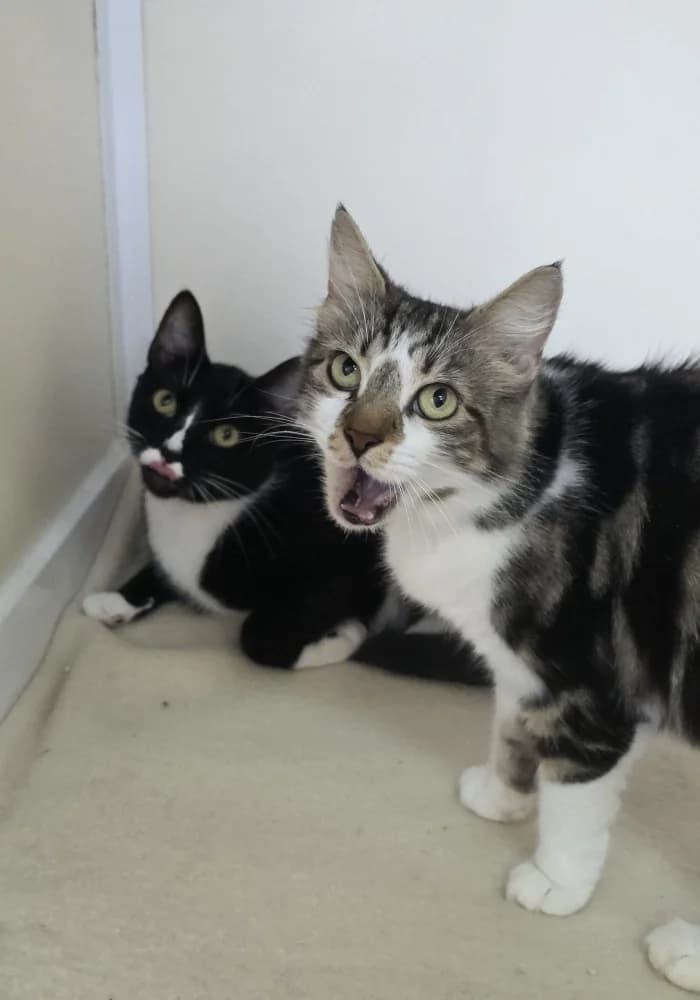 Tinky, female 4yo Mixed Breed Cat for adoption at St Francis Animal Welfare